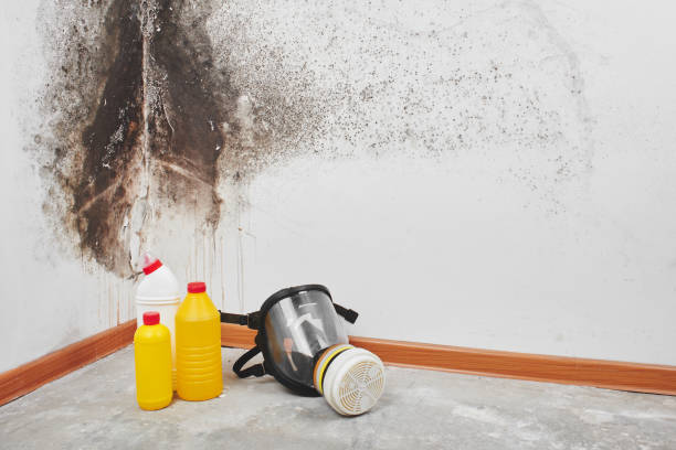 Best Mold Cleaning Services  in Desnso, CA