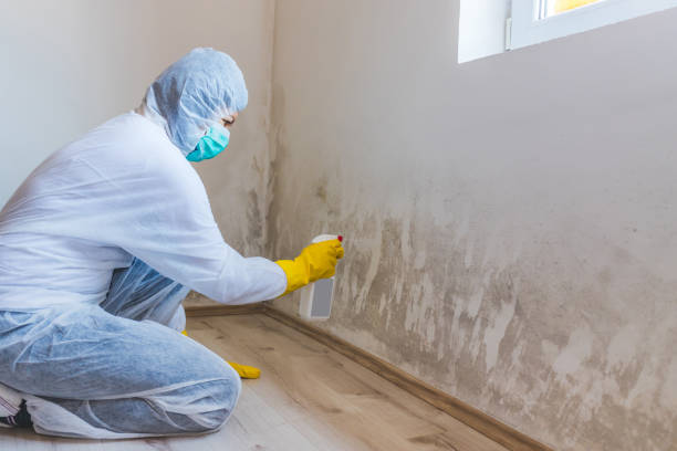 Best Attic Mold Removal  in Desnso, CA
