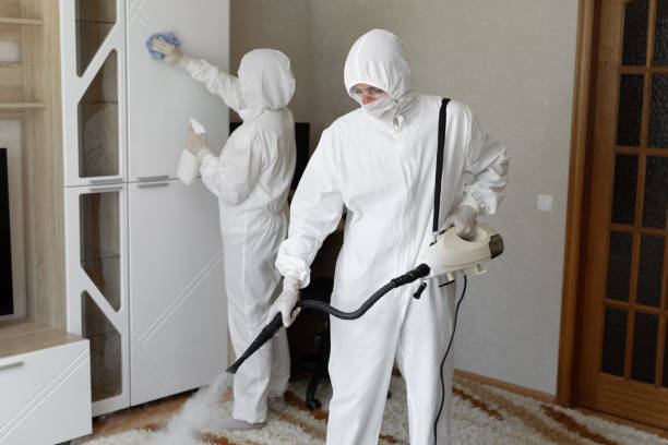 Best Local Mold Removal Service  in Desnso, CA