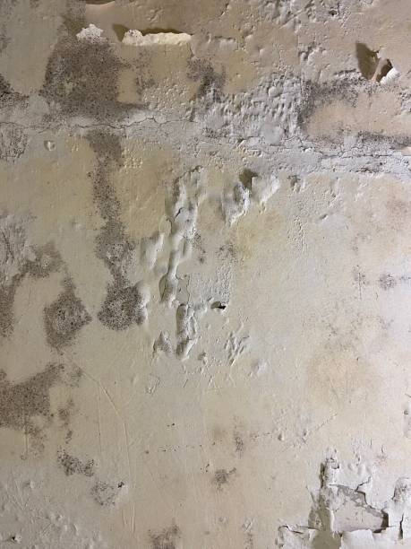 Home Mold Removal in Descanso, CA
