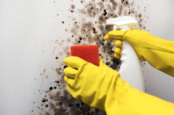 Best Crawl Space Mold Removal  in Desnso, CA