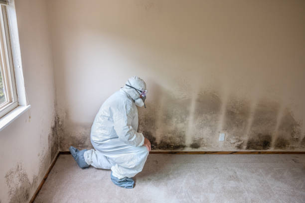 Best Commercial Mold Removal  in Desnso, CA