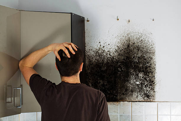 Best Emergency Mold Removal  in Desnso, CA