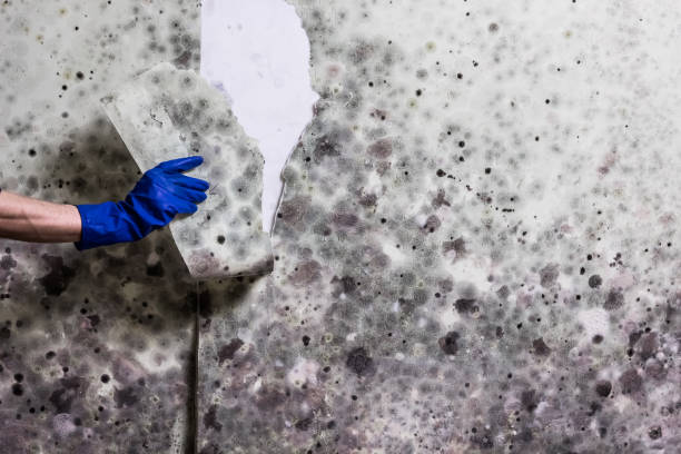 Best Mold Testing and Removal  in Desnso, CA