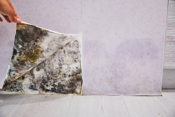 Best Mold Removal Near Me  in Desnso, CA